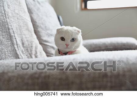 Cat in the house View Large Photo Image Stock Image - Cat in the house. Fotosearch