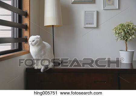 Cat in the house View Large Photo Image Stock Image - Cat in the house. Fotosearch