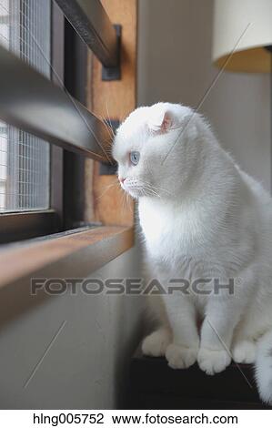 Cat in the house View Large Photo Image Stock Image - Cat in the house. Fotosearch