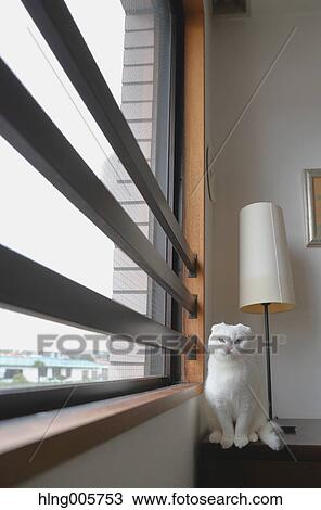 Cat in the house View Large Photo Image Stock Image - Cat in the house. Fotosearch