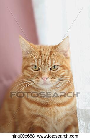 Stock Photo - Cat in the house. Fotosearch