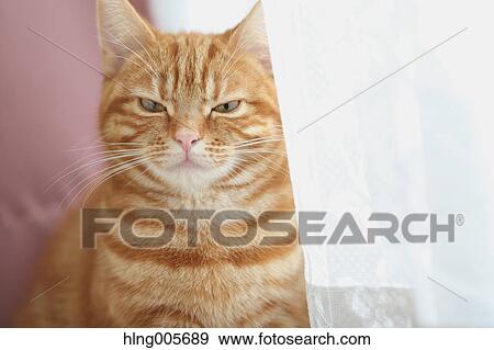 Cat in the house View Large Photo Image Stock Photo - Cat in the house. Fotosearch