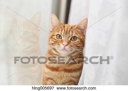 Cat in the house View Large Photo Image Stock Photo - Cat in the house. Fotosearch