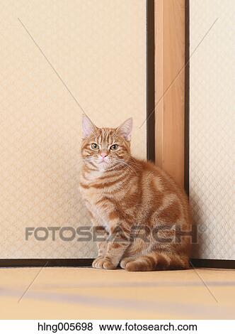 Cat in the house View Large Photo Image Stock Photo - Cat in the house. Fotosearch