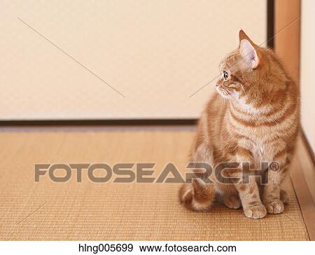 Cat in the house View Large Photo Image Stock Photo - Cat in the house. Fotosearch