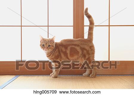 Cat in the house View Large Photo Image Stock Photo - Cat in the house. Fotosearch
