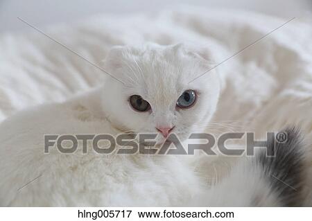 Cat in the house View Large Photo Image Stock Photo - Cat in the house. Fotosearch