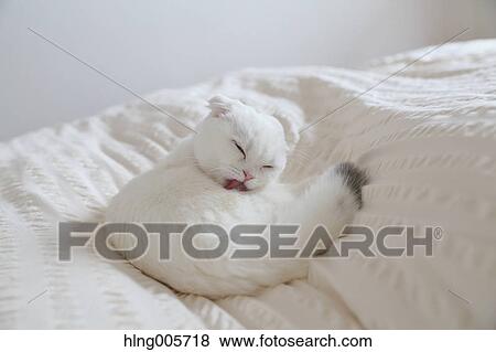 Stock Photo - Cat in the house. Fotosearch