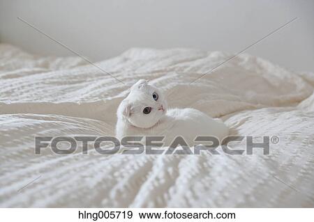 Cat in the house View Large Photo Image Stock Photo - Cat in the house. Fotosearch