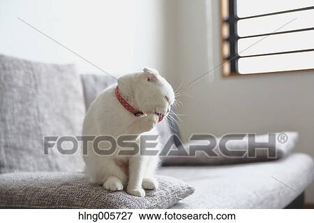 Cat in the house View Large Photo Image Stock Photo - Cat in the house. Fotosearch