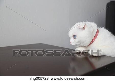 Cat in the house View Large Photo Image Stock Photo - Cat in the house. Fotosearch