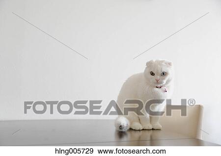 Cat in the house View Large Photo Image Stock Photo - Cat in the house. Fotosearch