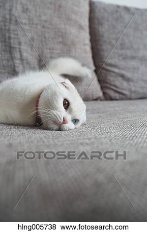 Cat in the house View Large Photo Image Stock Photo - Cat in the house. Fotosearch