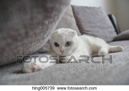 Cat in the house View Large Photo Image Stock Photo - Cat in the house. Fotosearch