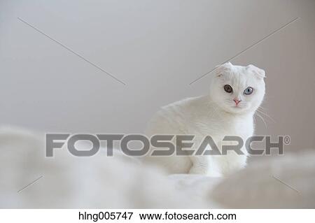 Cat in the house View Large Photo Image Stock Photo - Cat in the house. Fotosearch