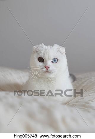 Cat in the house View Large Photo Image Stock Photo - Cat in the house. Fotosearch