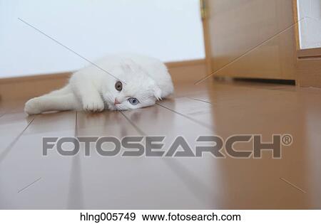 Cat in the house View Large Photo Image Stock Photo - Cat in the house. Fotosearch
