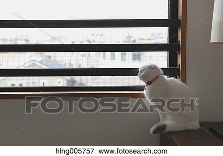 Cat in the house View Large Photo Image Stock Photo - Cat in the house. Fotosearch