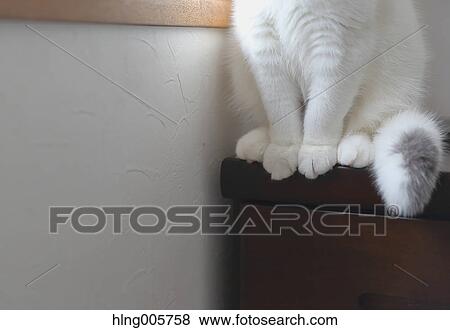 Stock Photo - Cat in the house. Fotosearch