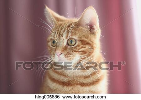 Cat in the house View Large Photo Image Stock Photograph - Cat in the house. Fotosearch