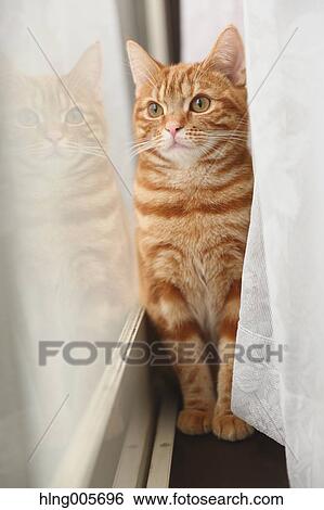 Cat in the house View Large Photo Image Stock Photograph - Cat in the house. Fotosearch