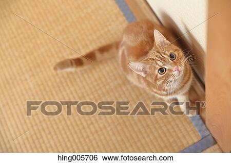 Stock Photograph - Cat in the house. Fotosearch