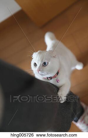 Cat in the house View Large Photo Image Stock Photograph - Cat in the house. Fotosearch