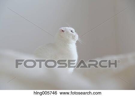 Cat in the house View Large Photo Image Stock Photograph - Cat in the house. Fotosearch