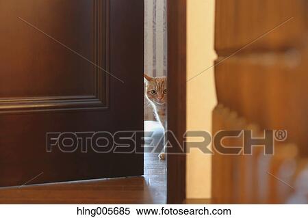 Cat in the house View Large Photo Image Stock Photography - Cat in the house. Fotosearch