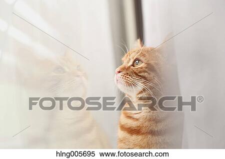 Cat in the house View Large Photo Image Stock Photography - Cat in the house. Fotosearch