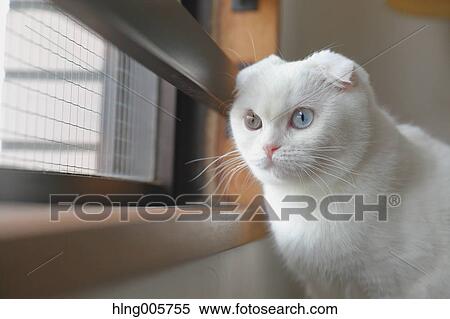 Cat in the house View Large Photo Image Stock Photography - Cat in the house. Fotosearch