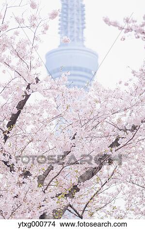 Picture - Cherry blossoms and Skytree tower. Fotosearch