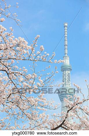 Stock Image - Cherry blossoms and Skytree tower. Fotosearch