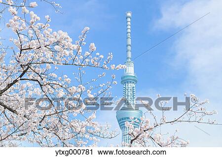 Stock Image - Cherry blossoms and Skytree tower. Fotosearch