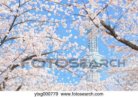 Stock Photo - Cherry blossoms and Skytree tower. Fotosearch