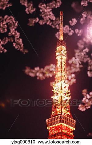 Cherry blossoms and Tokyo tower View Large Photo Image Stock Image - Cherry blossoms and Tokyo tower. Fotosearch