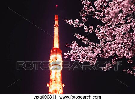 Stock Image - Cherry blossoms and Tokyo tower. Fotosearch