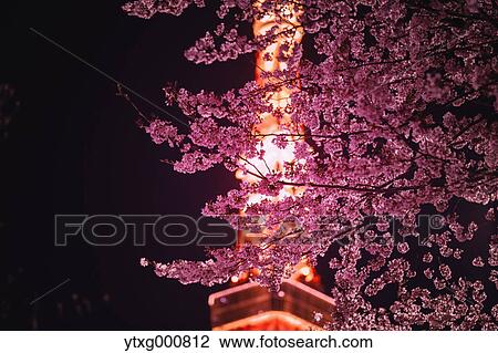 Stock Image - Cherry blossoms and Tokyo tower. Fotosearch