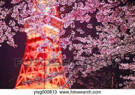 Stock Image - Cherry blossoms and Tokyo tower. Fotosearch