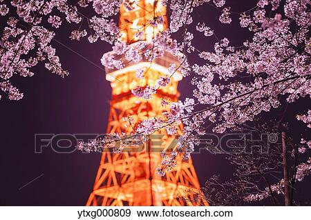 Stock Photo - Cherry blossoms and Tokyo tower. Fotosearch