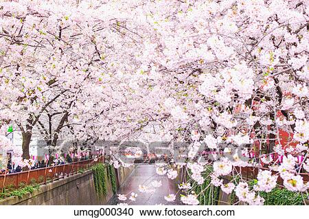 Cherry blossoms at Meguro river, Tokyo, Japan View Large Photo Image Stock Image - Cherry blossoms at Meguro river, Tokyo, Japan. Fotosearch