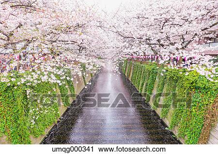 Cherry blossoms at Meguro river, Tokyo, Japan View Large Photo Image Stock Image - Cherry blossoms at Meguro river, Tokyo, Japan. Fotosearch