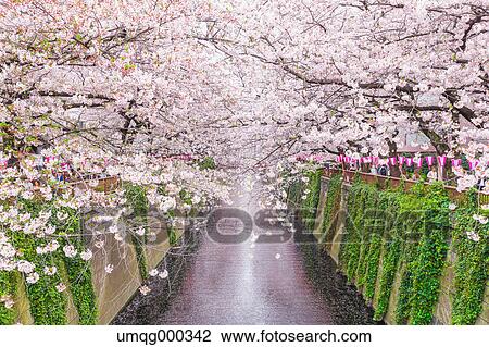 Stock Image - Cherry blossoms at Meguro river, Tokyo, Japan. Fotosearch
