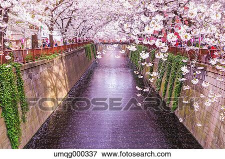 Cherry blossoms at Meguro river, Tokyo, Japan View Large Photo Image Stock Photo - Cherry blossoms at Meguro river, Tokyo, Japan. Fotosearch