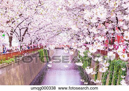 Cherry blossoms at Meguro river, Tokyo, Japan View Large Photo Image Stock Photo - Cherry blossoms at Meguro river, Tokyo, Japan. Fotosearch