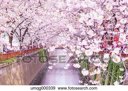 Cherry blossoms at Meguro river, Tokyo, Japan View Large Photo Image Stock Photo - Cherry blossoms at Meguro river, Tokyo, Japan. Fotosearch
