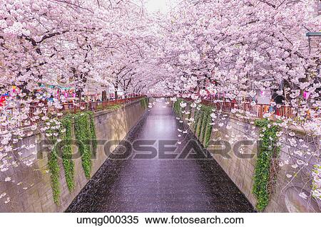 Cherry blossoms at Meguro river, Tokyo, Japan View Large Photo Image Stock Photography - Cherry blossoms at Meguro river, Tokyo, Japan. Fotosearch