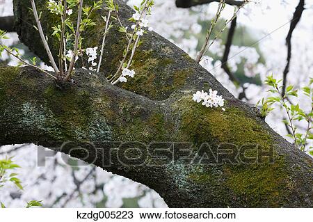 Cherry Blossoms View Large Photo Image Stock Image - Cherry Blossoms. Fotosearch