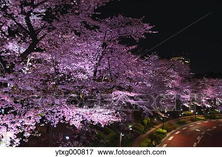 Cherry blossoms View Large Photo Image Stock Photo - Cherry blossoms. Fotosearch