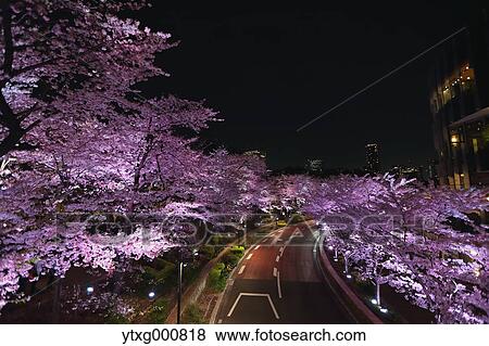 Stock Photo - Cherry blossoms. Fotosearch